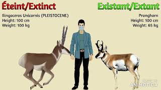 The ULTIMATE Animal Size Comparison Cooperation Megafauna (Unmix 2) [Peter Axewton Only] Details