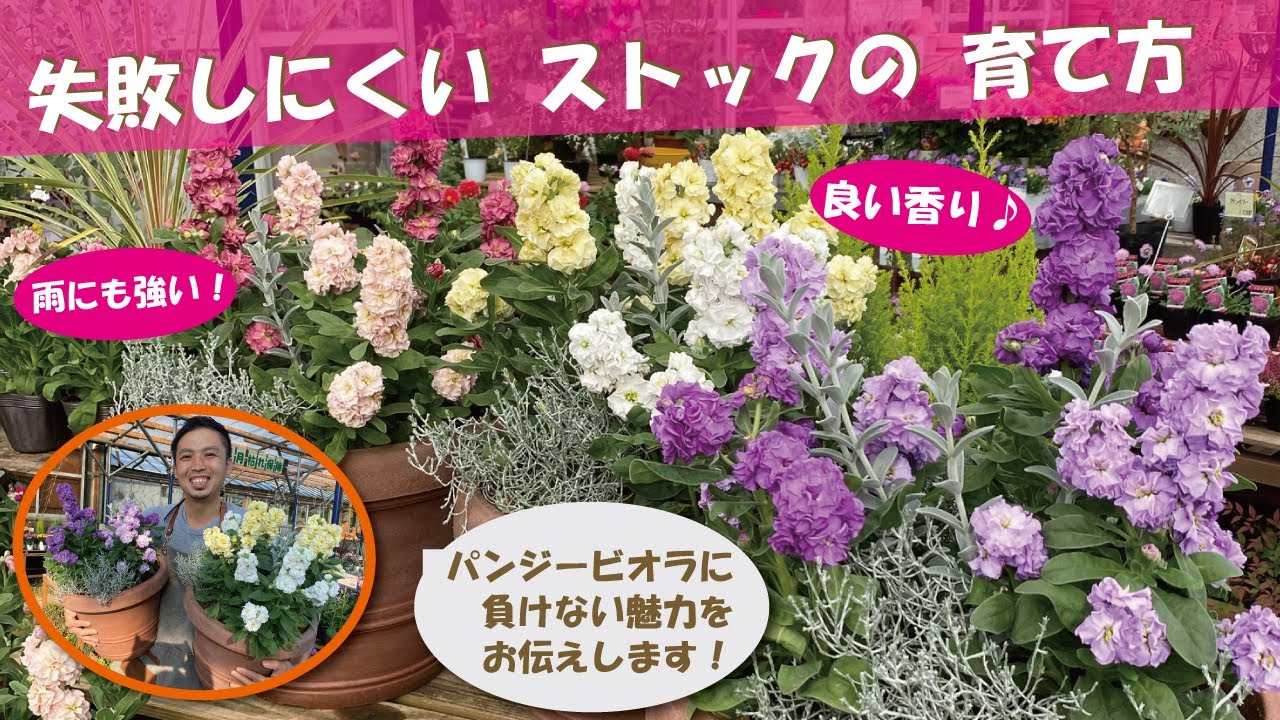 失敗しにくい ストックの育て方 解説 寄せ植え実演 Youtube