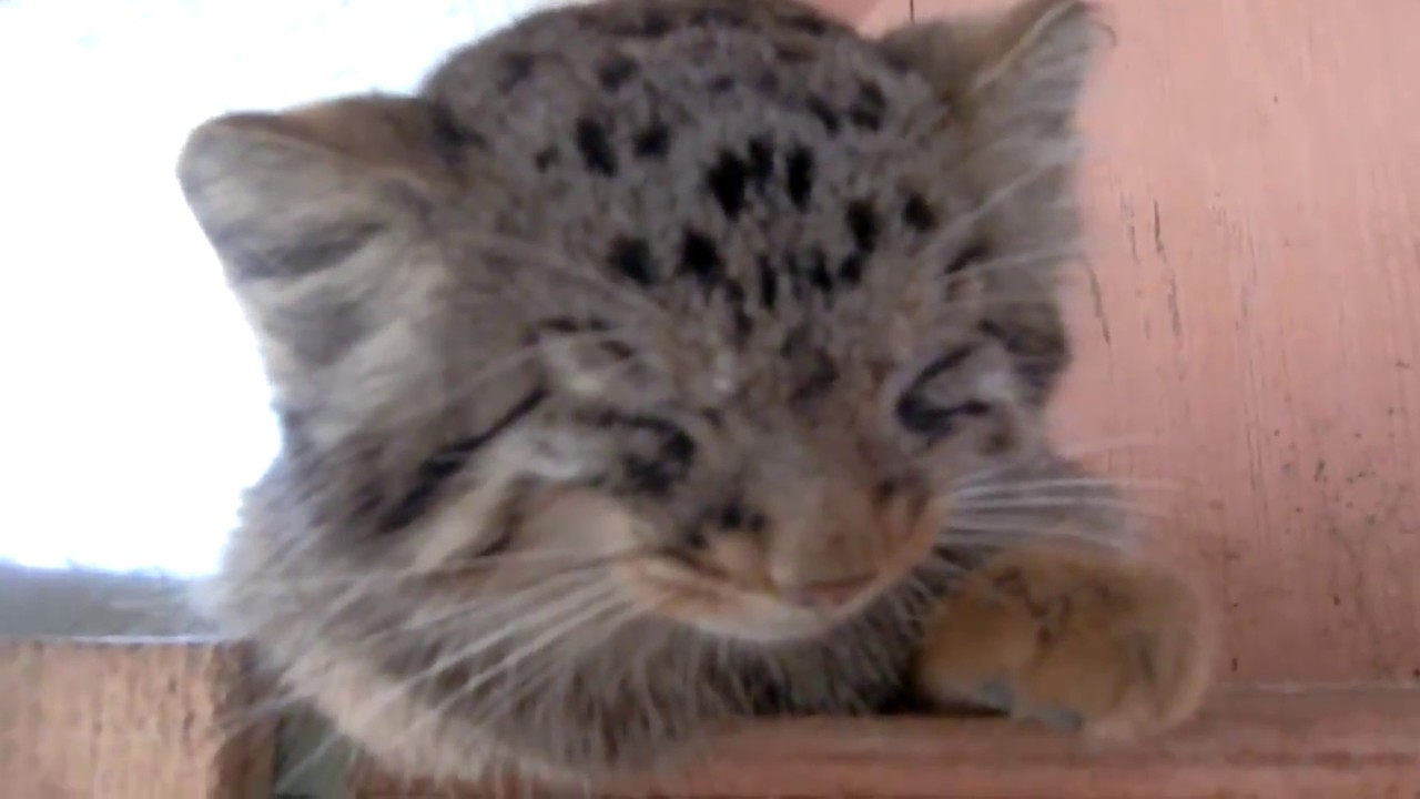 マヌルネコの「プリームラ」今日の寝姿。2017.08.24（埼玉県こども動物自然公園/SaitamaChildrensZoo）