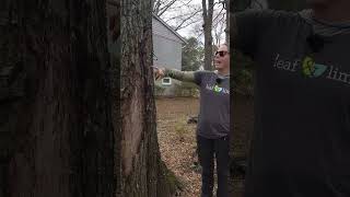 Helping Trees Heal with Compost Fertilizer