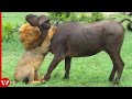 Look What Happened When this Lion Attacked Cow