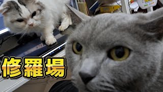 すずが甘えてる時にもちが来ちゃった時の緊張感