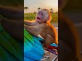 Cute Parrot and Monky Funny Moments You’ll Love and Laugh🦜😂#Parrot #TalkingParrot #CuteAnimals