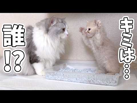 This is what happened when a kitten encountered a smaller kitten