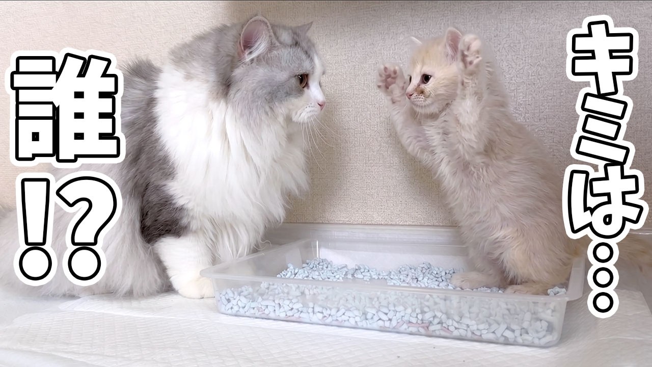 This is what happened when a kitten encountered a smaller kitten