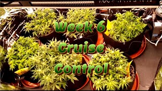 Week 6 Autoflower Grow (Cruise Control)