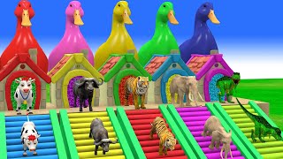 Vix Animals