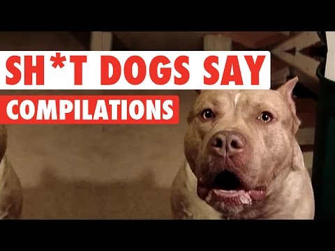 Sh*t Dogs Say Funny Pet Video Compilation 2016