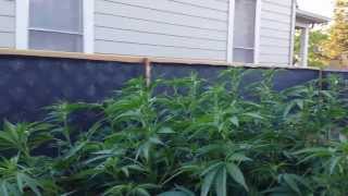 Dab And Grow update !!