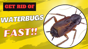 How To Get Rid Of Waterbugs In House!!