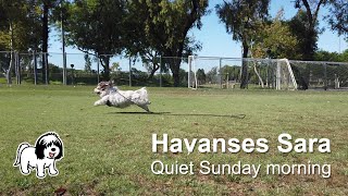 Havanese Sara - Quiet Sunday morning