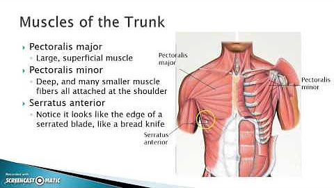 The upper part of the trunk is. The upper part of the trunk is. Вентральный вагус. М скаленус антериор. Pectoralis transversus.