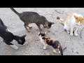 All these cats seem to be unwell.Because it hasn’t had food for many days.😺😺