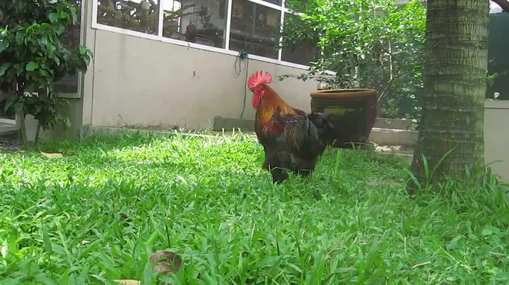 Black Copper Marans Rooster - Peter Ovalle Line