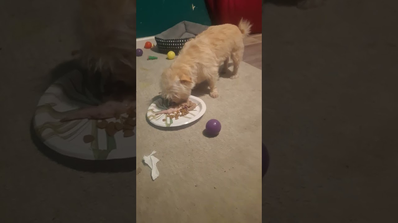 Принцесса ест сырые куриные крылышки