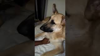 German Shepherd (Rex) wants tickle