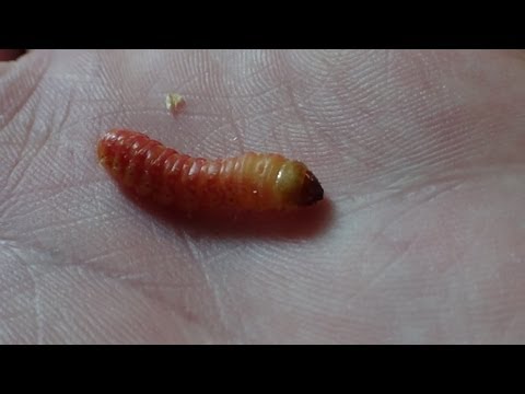 How to Breed Butterworms (Fast & Easy!)
