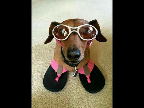 Веселая Такса Забавная детская песенка