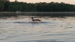 Loon Territorial Battle