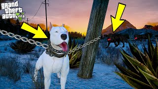 ZENGİN ADAM BEYAZ PİTBULL JACK'İ ZİNCİRLEYİP KURTLARA YEM EDİYOR! - GTA 5