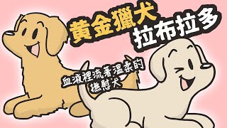 狗與鹿 ｜犬種的故事＃ 6 黃金獵犬 ＆ 拉布拉多｜血液裡流著溫柔的狗狗，一不小心就會把你融化的撫慰犬