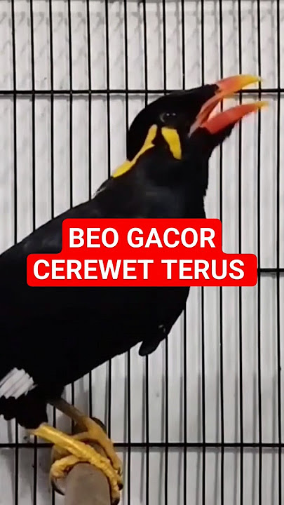Burung Beo Gacor #shorts