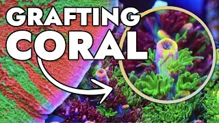 Top 10 Grafted Corals at Top Shelf Aquatics 30,000 Gallon Farm