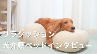【犬介護】リラクッション: 愛するわんちゃんのための革新的介護ベッド | メーカー深掘りインタビュー
