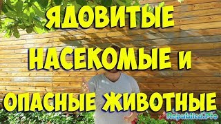 Ядовитые насекомые и опасные животные в Доминикане! доминикана насекомые, змеи, жуки ))