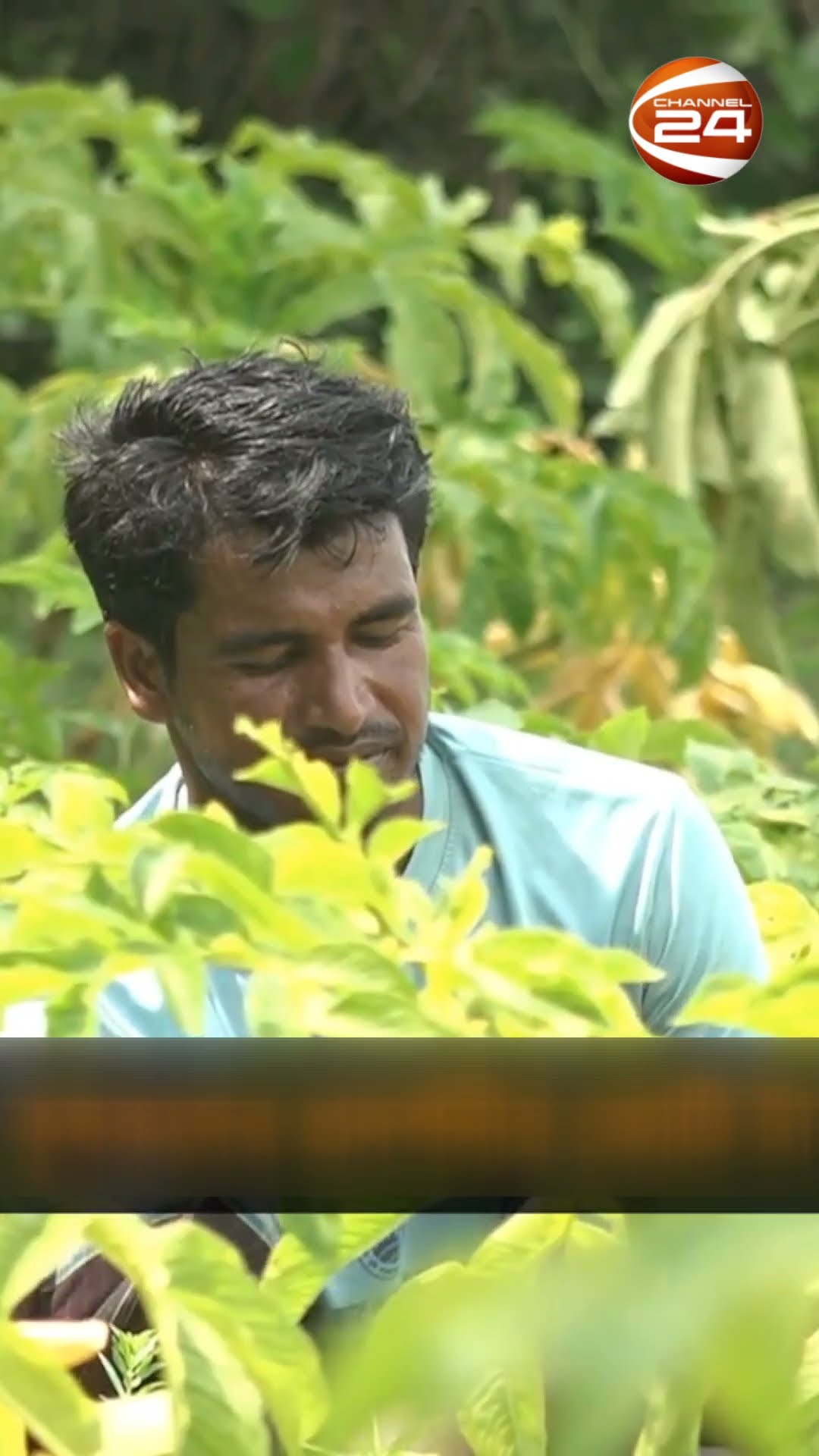 মেহেরপুরে কৃষকদের প্রদর্শনীর কোটি টাকা আত্মসাৎ #farmers #exhibition #meherpur #Channel24