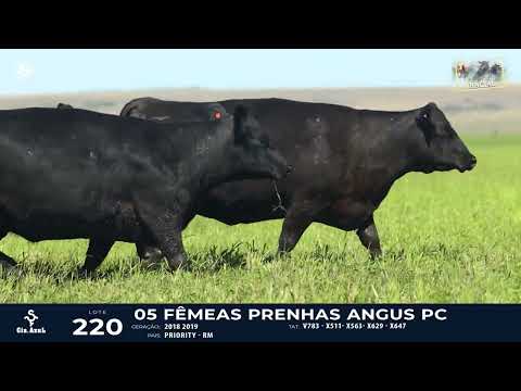 LOTE 220    TAT V783, X511, X563, X629, X647 F Angus