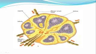 Lec 12 lymphatic system