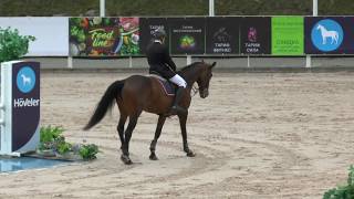 Bandisa Balou Du Rouet Venta-Arena 2017