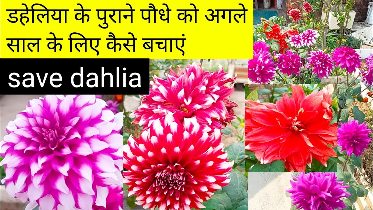 डहेलिया पौधे की पूरी देखभाल कैसे करें/कभी खत्म नहीं होगा डहेलिया का पौधा/dahlia plant from cutting 