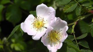 Flowers 11