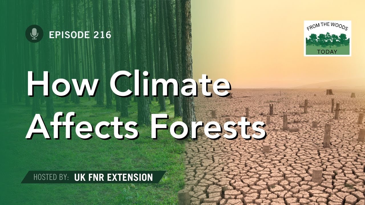 How Changes to Climate Affect Our Forests - From the Woods Today ...