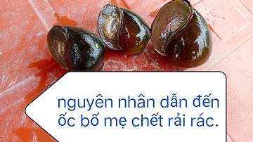Nguyên nhân ốc bố mẹ chết lác đác và cách khắc phục.