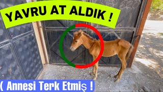 YAVRU AT ALDIK  Annesi Terk Etmiş !