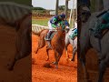 FANTASTIC FEATURE - Campeão do GP CONSAGRAÇÃO - III TRÍPLICE COROA (Jockey Club de Sorocaba)