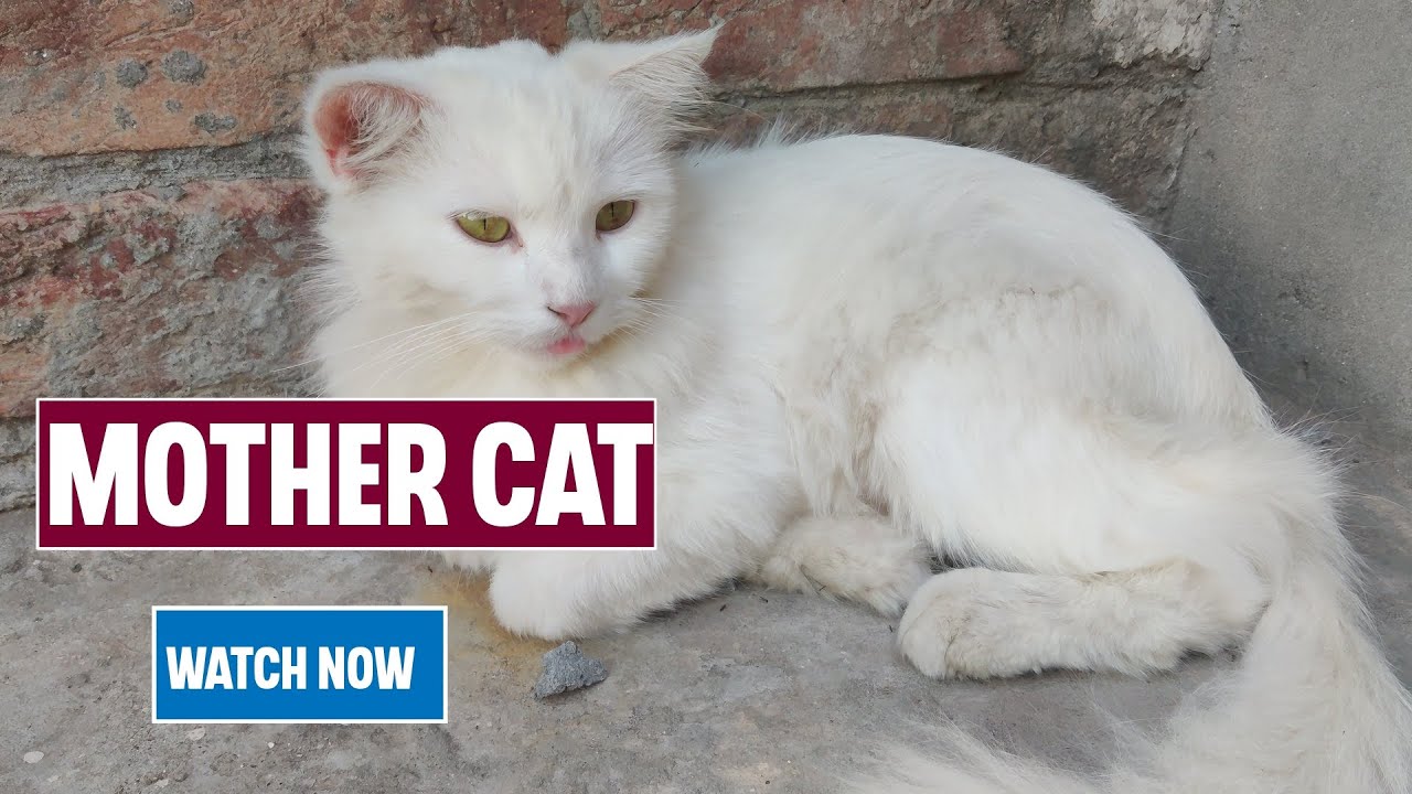 Mother Cat | Mom Cat Playing With Her Kittens