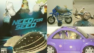 NEED FOR SEED | NFS BIRBS EDITION | Happy Cockatiels | Cockatiel Funny Videos by Shahista Sharoy Khan 19,912 views 4 years ago 3 minutes, 15 seconds