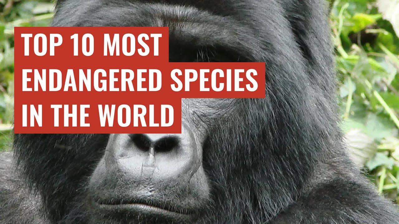 Топ-10 самых уязвимых видов в мире