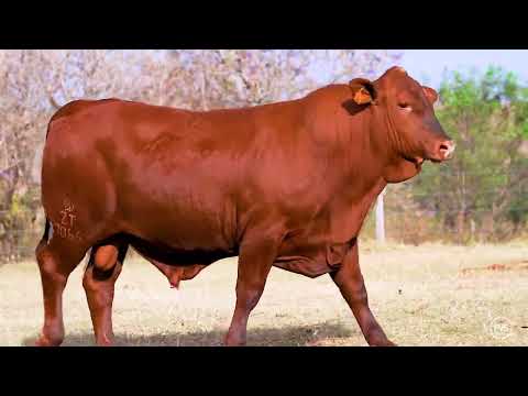 LOTE 28 - ZT 7066