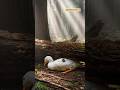 “Unity of Ants Saves the Duck” help kindness 🥰✨#ants #duck #help #kindness #shorts #surahalfatiha