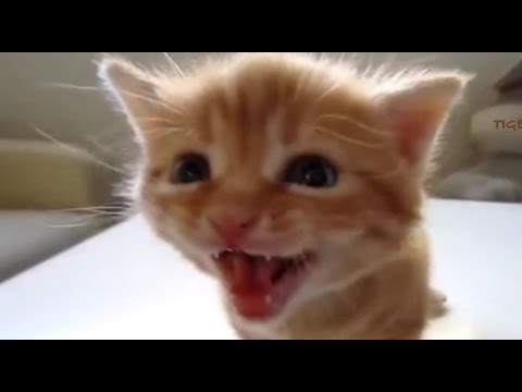 Kedi Miyavlama Sesi Youtube
