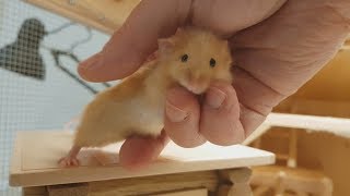 Bedtime for the Mice and Amara may be pregnant!