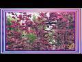 Painted by Nature: The RoseoMarginata Beech