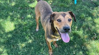 Pets of the Week - Mohave and Ezra