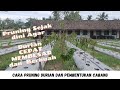 Pruning Durian Sejak Dini &amp; Pembentukan Cabang
