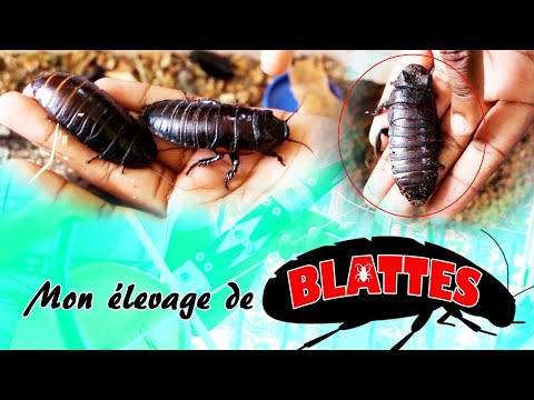 Vidéo: Blatte De Madagascar : Monstre Ou Animal De Compagnie